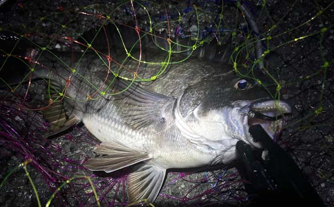 春の「ノッコミパターン」チニング攻略解説　入門に最適な時期！