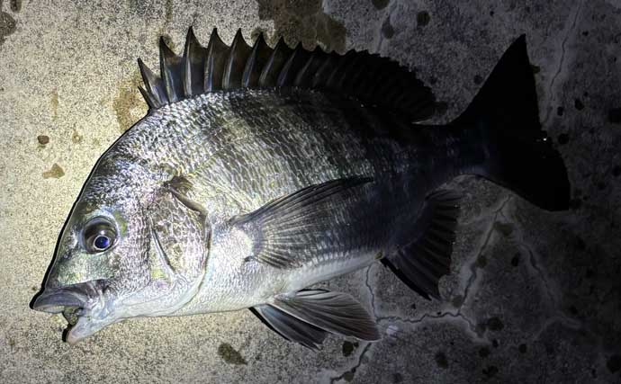 春の「ノッコミパターン」チニング攻略解説　入門に最適な時期！