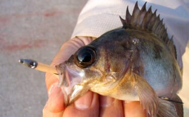 「アミパターン」は早春のメバル狙い最強メソッド　【ポイント・ルアー・ア…