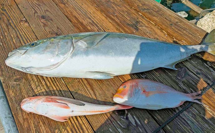 タイラバゲームで本命マダイ不発もブリとレンコダイをキャッチ【三重】