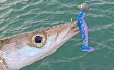 内房・外房エリアでのカマスゲームで本命と対面成功【千葉】回遊は気まぐれ…