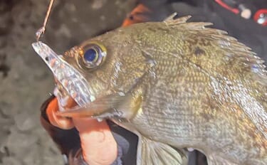 「絶好のチャンス到来中！」地磯メバリングで25cm筆頭に良型メバルが連…