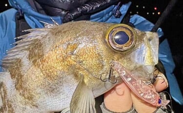 周防大島でのメバリングで29cmメバルをキャッチ！【山口】プラグルアー…