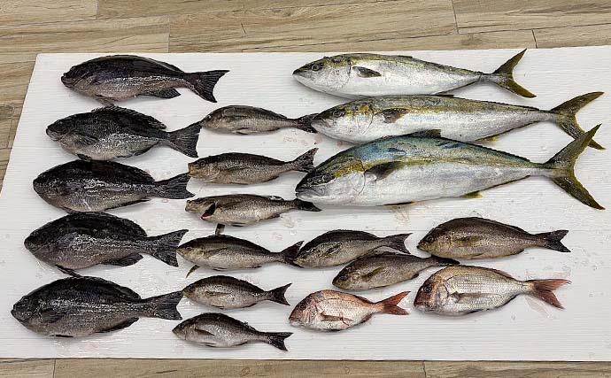 「磯フカセ釣りで95cmヒラマサ獲った！」竿が破損しながらも渾身のファイト【長崎】