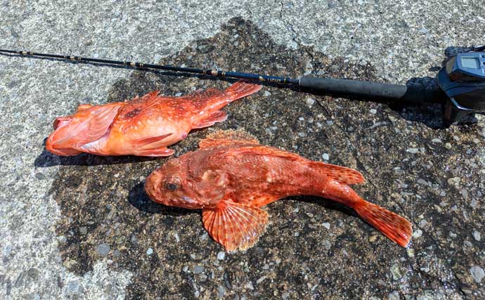 毒棘は怖いけど美味なオニカサゴを釣ろう！ 天秤（テンビン）仕掛けでの釣り方を解説