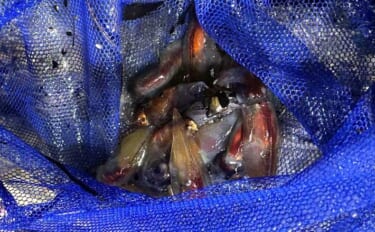 早春の風物詩『ホタルイカすくい』に挑戦　300匹ゲットで念願の沖漬けも…