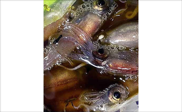 早春の風物詩『ホタルイカすくい』に挑戦　300匹ゲットで念願の沖漬けも！