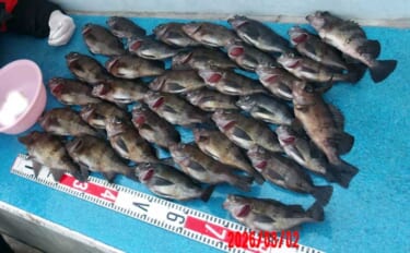 「メバル・カサゴ絶好調！」1投目からラストまで入れ食い続く日も【船釣り…