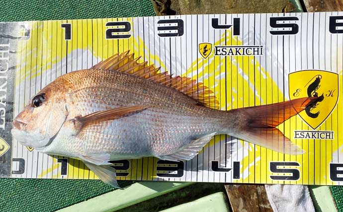 沖のキャスティングゲームでメタボサワラ連発！全員安打のチャンスあり【三重】