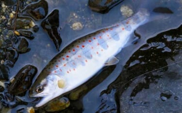 田村川での渓流エサ釣りで35cmニジマスと対面【滋賀】エン堤の壁際でヒ…