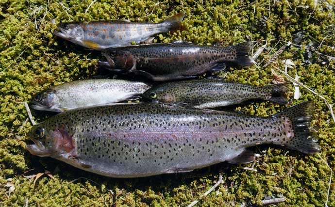 田村川での渓流エサ釣りで35cmニジマスと対面【滋賀】エン堤の壁際でヒット！