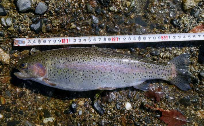 田村川での渓流エサ釣りで35cmニジマスと対面【滋賀】エン堤の壁際でヒット！