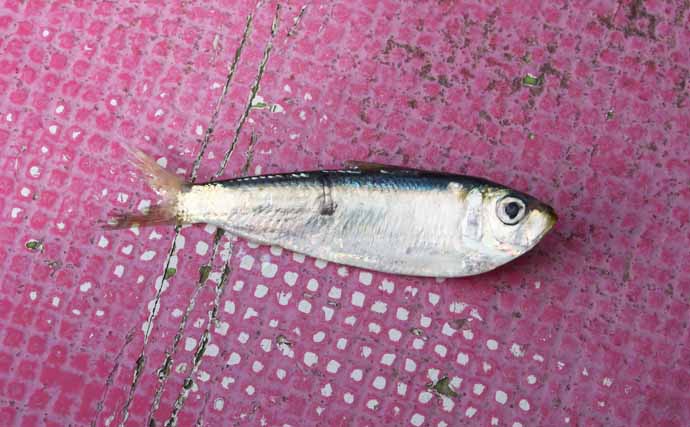 東京湾シーバスジギング船で60cm頭に3尾キャッチ【つり幸】赤金がアタリカラー