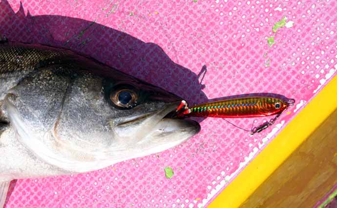 東京湾シーバスジギング船で60cm頭に3尾キャッチ【つり幸】赤金がアタリカラー