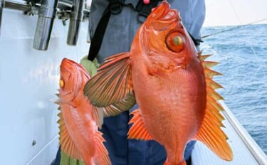 赤い美味魚『チカメキントキ』が良型主体に連発！【船釣り釣果速報・福岡】