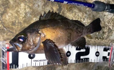 フロートリグ専用のメバリングロッドは必要？ 他釣り物にも流用可能で実用…