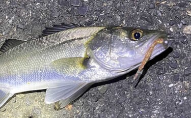 バチ抜けシーズンに大型のシーバスを釣る方法　沈むルアーを活用しよう！