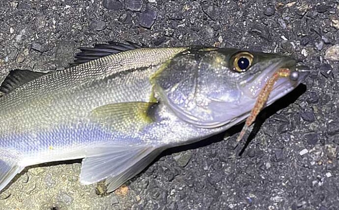 バチ抜けシーズンに大型のシーバスを釣る方法　沈むルアーを活用しよう！