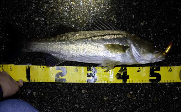 バチ抜けシーズンに大型のシーバスを釣る方法　沈むルアーを活用しよう！