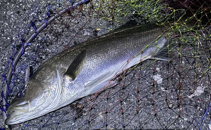 バチ抜けシーズンに大型のシーバスを釣る方法　沈むルアーを活用しよう！