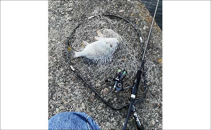 「手持ちの道具で始めよう！」 チニングに流用可能なタックルとは？