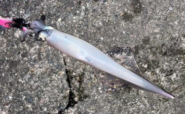 「イカ釣りでも遠投は正義か？」陸っぱりヤリイカ釣りで遠投仕掛けが的中！…