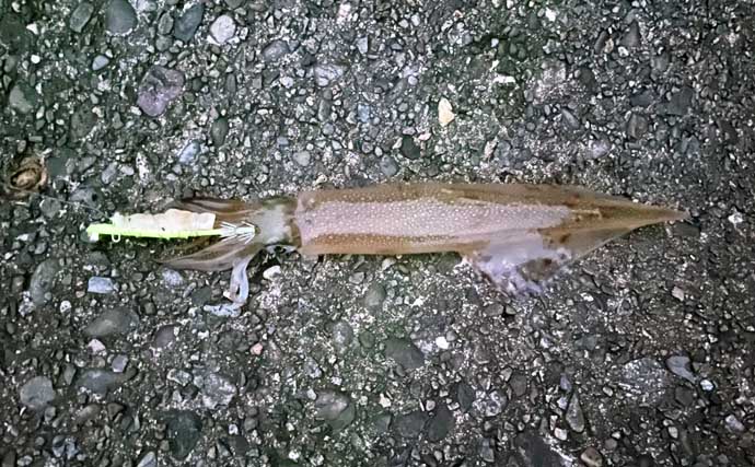 「イカ釣りでも遠投は正義か？」陸っぱりヤリイカ釣りで遠投仕掛けが的中！【福井】