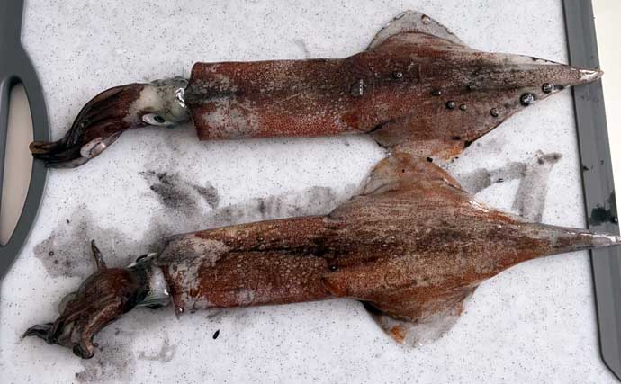 「イカ釣りでも遠投は正義か？」陸っぱりヤリイカ釣りで遠投仕掛けが的中！【福井】