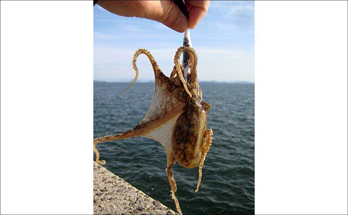 「有終の美飾れず？」終盤戦の陸っぱりイイダコ釣りで2ハイ手中も型に不満【岡山】