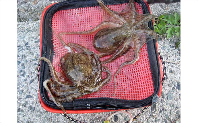 「有終の美飾れず？」終盤戦の陸っぱりイイダコ釣りで2ハイ手中も型に不満【岡山】