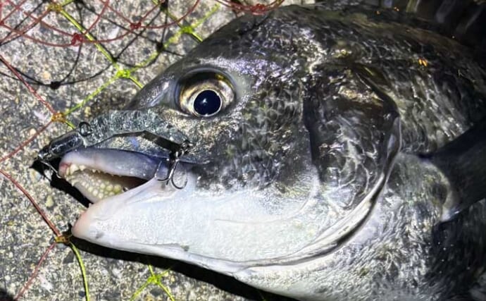 クロダイとのやり取りのコツとタモ入れの手順を解説 　魚が落ち着いてからタモ入れを！