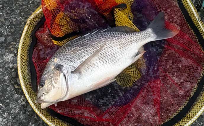 クロダイとのやり取りのコツとタモ入れの手順を解説 　魚が落ち着いてからタモ入れを！