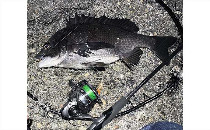 クロダイとのやり取りのコツとタモ入れの手順を解説 　魚が落ち着いてからタモ入れを！