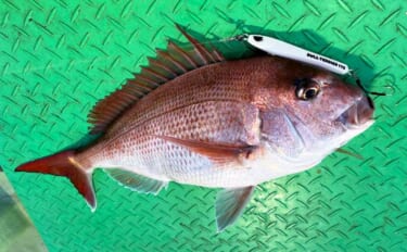 「春のノッコミシーズン間近！」タイジギング＆タイラバで良型マダイが好反…