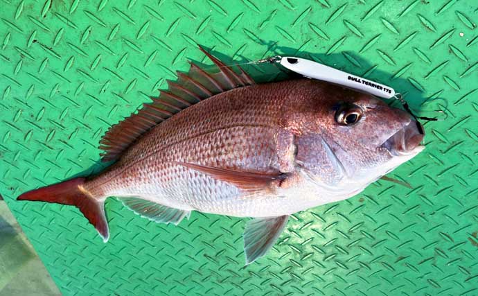 「春のノッコミシーズン間近！」タイジギング＆タイラバで良型マダイが好反応【新潟】