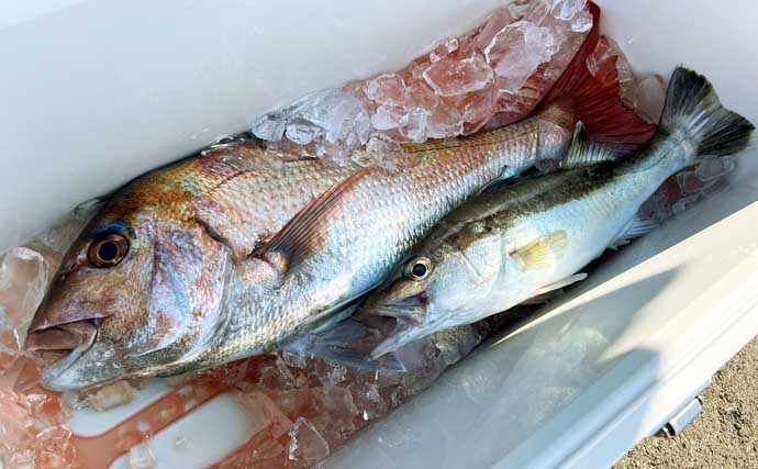 「春のノッコミシーズン間近！」タイジギング＆タイラバで良型マダイが好反応【新潟】