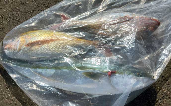 「春のノッコミシーズン間近！」タイジギング＆タイラバで良型マダイが好反応【新潟】