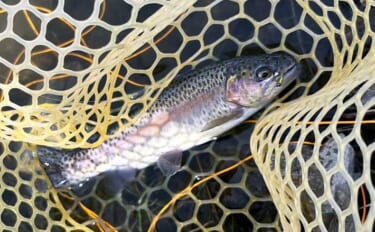 「釣り場の常連さんは最強説！」 もらったフライでニジマス連発の不思議