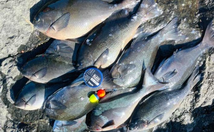 美味しそうな良型クロ（グレ）乱舞！磯フカセ釣りで45cm頭に本命続々【大分・蒲江】