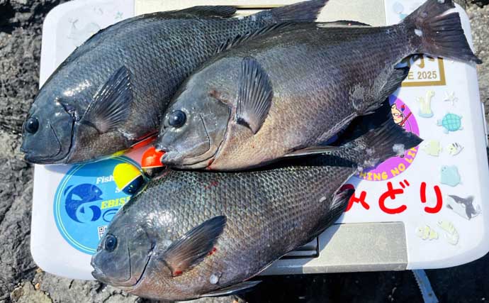 美味しそうな良型クロ（グレ）乱舞！磯フカセ釣りで45cm頭に本命続々【大分・蒲江】