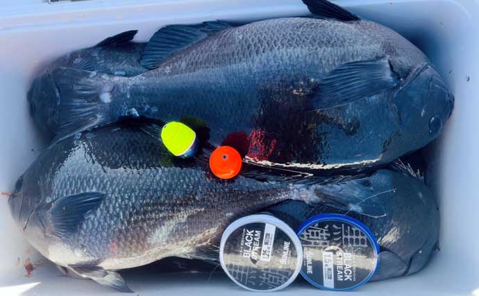 美味しそうな良型クロ（グレ）乱舞！磯フカセ釣りで45cm頭に本命続々【大分・蒲江】