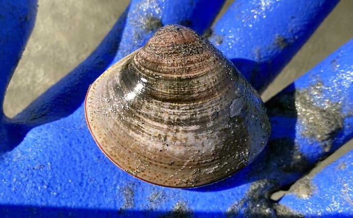 春日浦海岸での潮干狩りで本命ハマグリをゲット【愛知】掘る深さは20cmほど