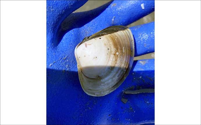 春日浦海岸での潮干狩りで本命ハマグリをゲット【愛知】掘る深さは20cmほど