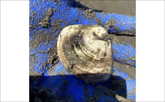 春日浦海岸での潮干狩りで本命ハマグリをゲット【愛知】掘る深さは20cmほど