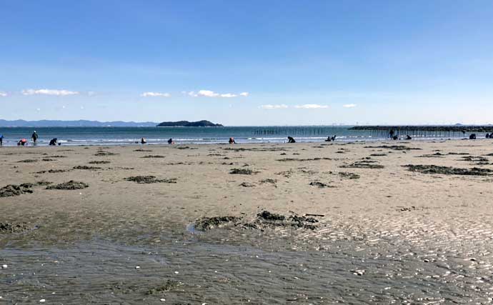春日浦海岸での潮干狩りで本命ハマグリをゲット【愛知】掘る深さは20cmほど