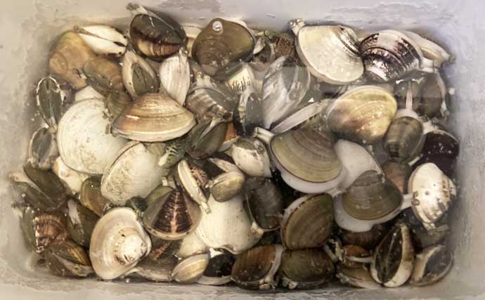 春日浦海岸での潮干狩りで本命ハマグリをゲット【愛知】掘る深さは20cmほど