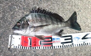 人生初のクロダイを釣りたいなら電気ウキ釣りで決まり！ 「3つの極意」と…