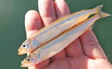 西湖のヒメマス＆ワカサギ釣りが解禁！【遊魚期間・釣り方・仕掛けを解説】