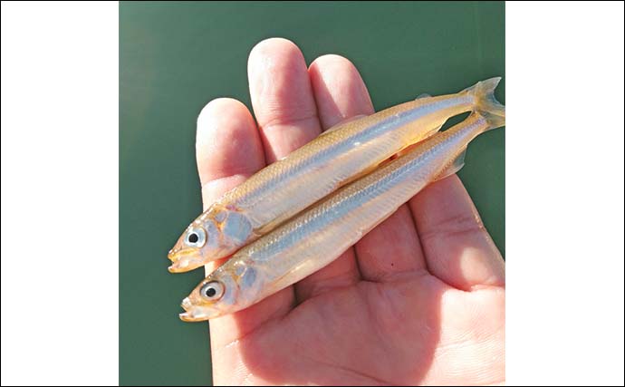 西湖のヒメマス＆ワカサギ釣りが解禁！【遊魚期間・釣り方・仕掛けを解説】