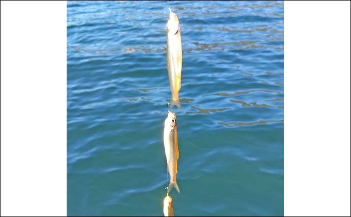 西湖のヒメマス＆ワカサギ釣りが解禁！【遊魚期間・釣り方・仕掛けを解説】